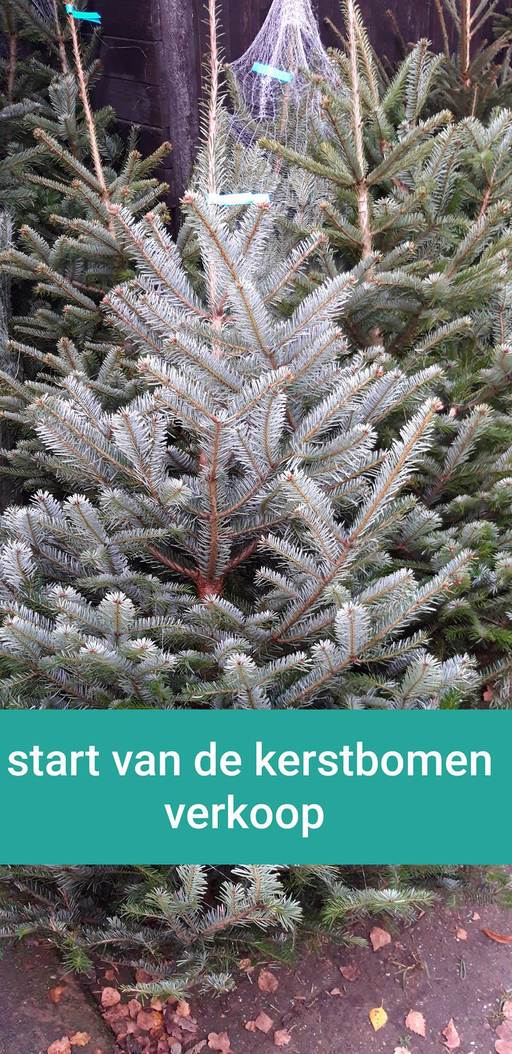 Start verkoop Kerstbomen bij Lensink Aardappelen Aalten.